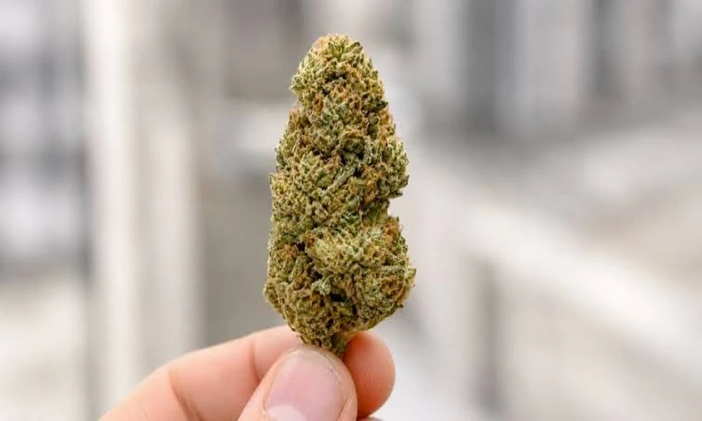 How does indoor cultivation compare with outdoor THCA flower?