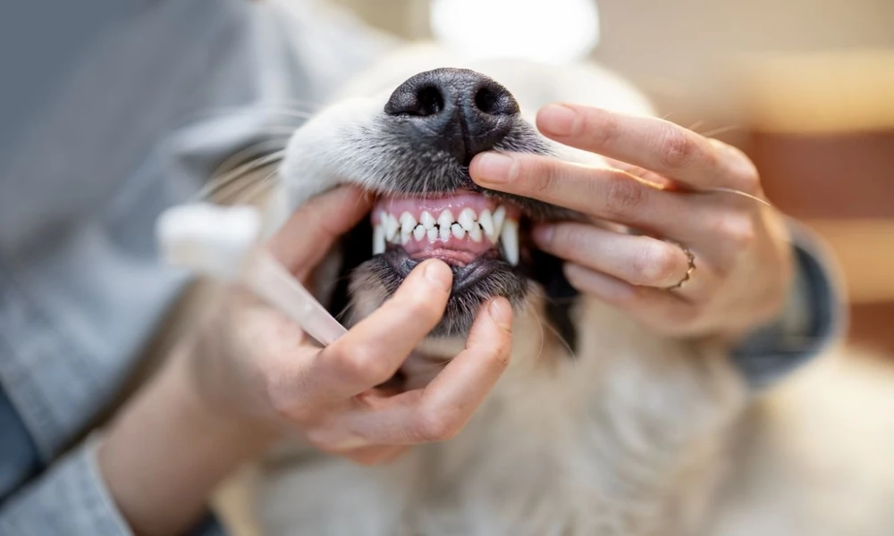 Why Dental Care is an Important Part of Veterinary Health