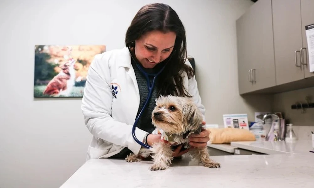 The Role Of Veterinary Hospitals In Early Disease Detection