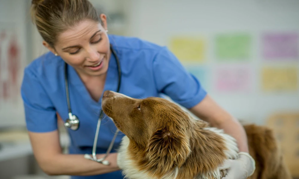 How Vets Monitor Senior Pets For Age Related Issues