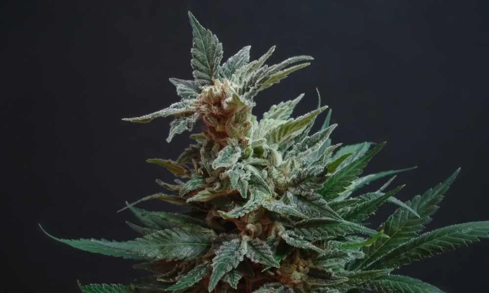 What strains suit multi-format bulk THCA flower lines?