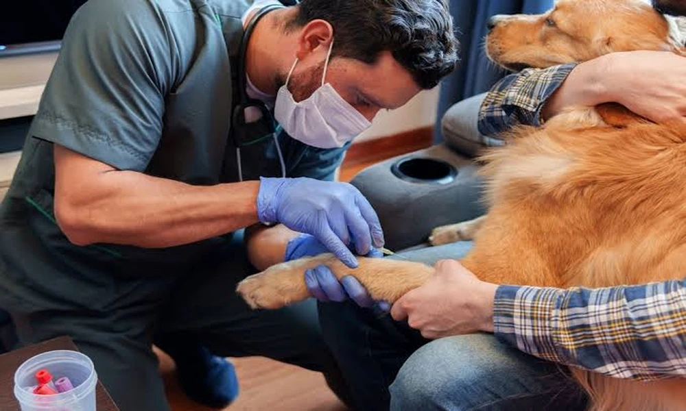 6 Access Details to Share Before a Mobile Vet Visits Your Building